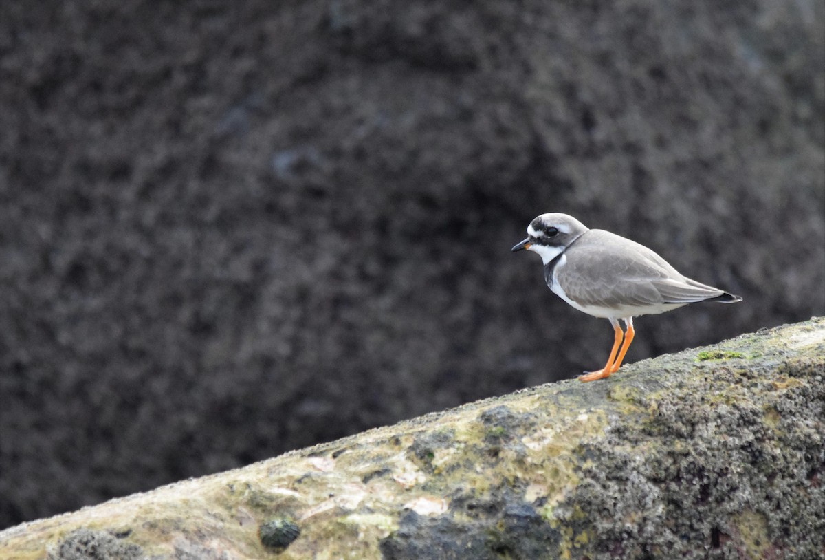 Common Ringed Plover - ML565442961