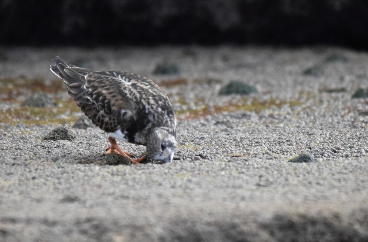 Ruddy Turnstone - ML565443281