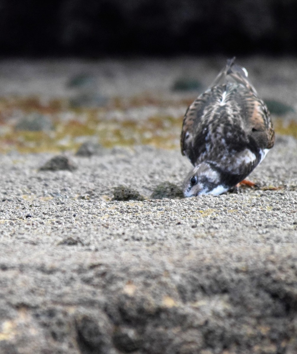 Ruddy Turnstone - ML565443361