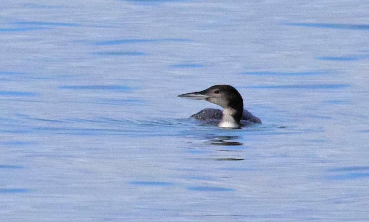 Common Loon - ML565443461