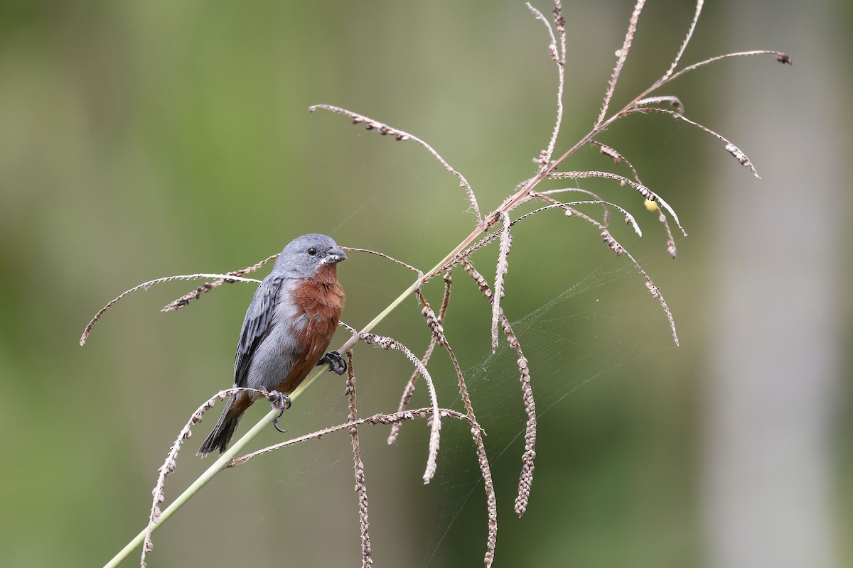 Chestnut-bellied Seedeater - Daniel Branch