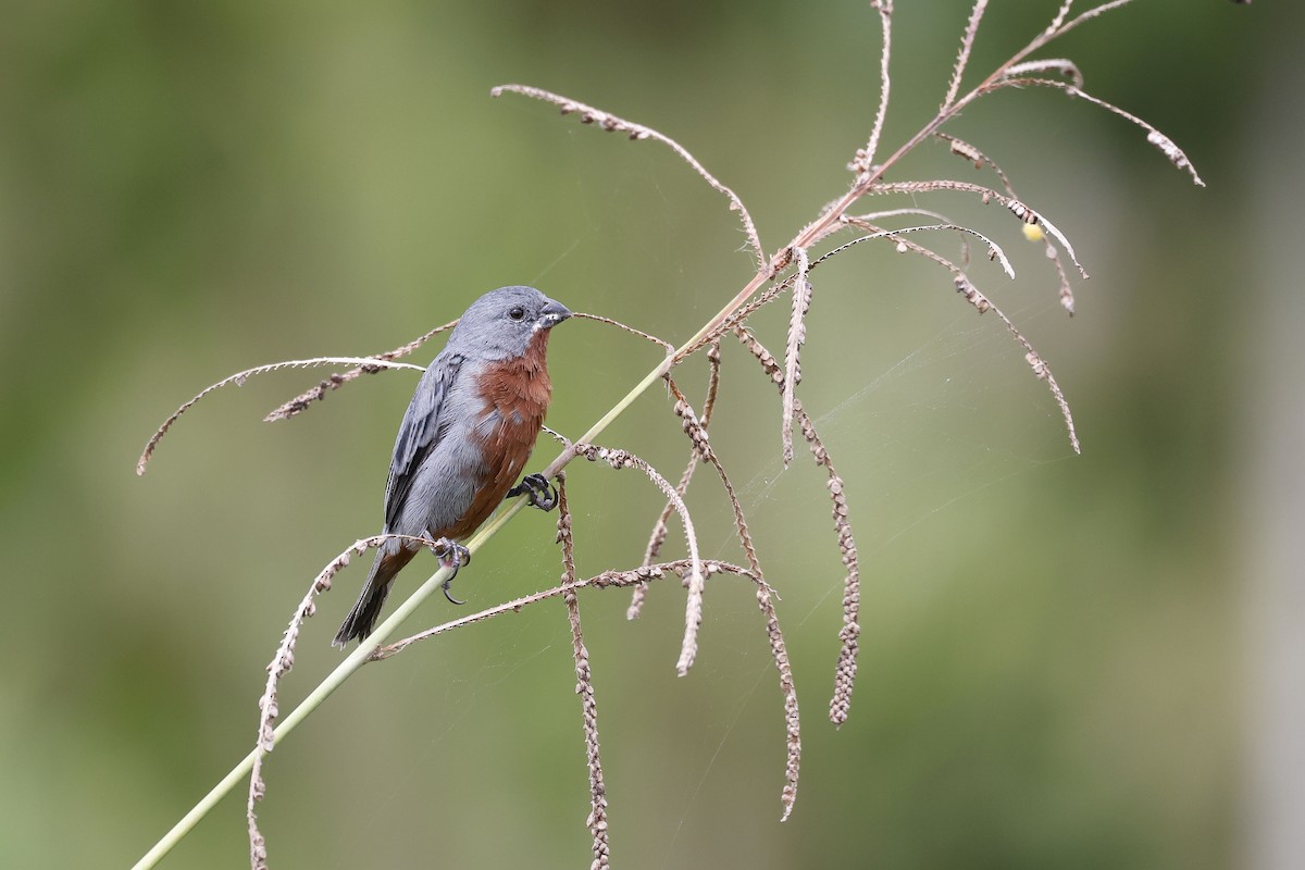 Chestnut-bellied Seedeater - ML565443561