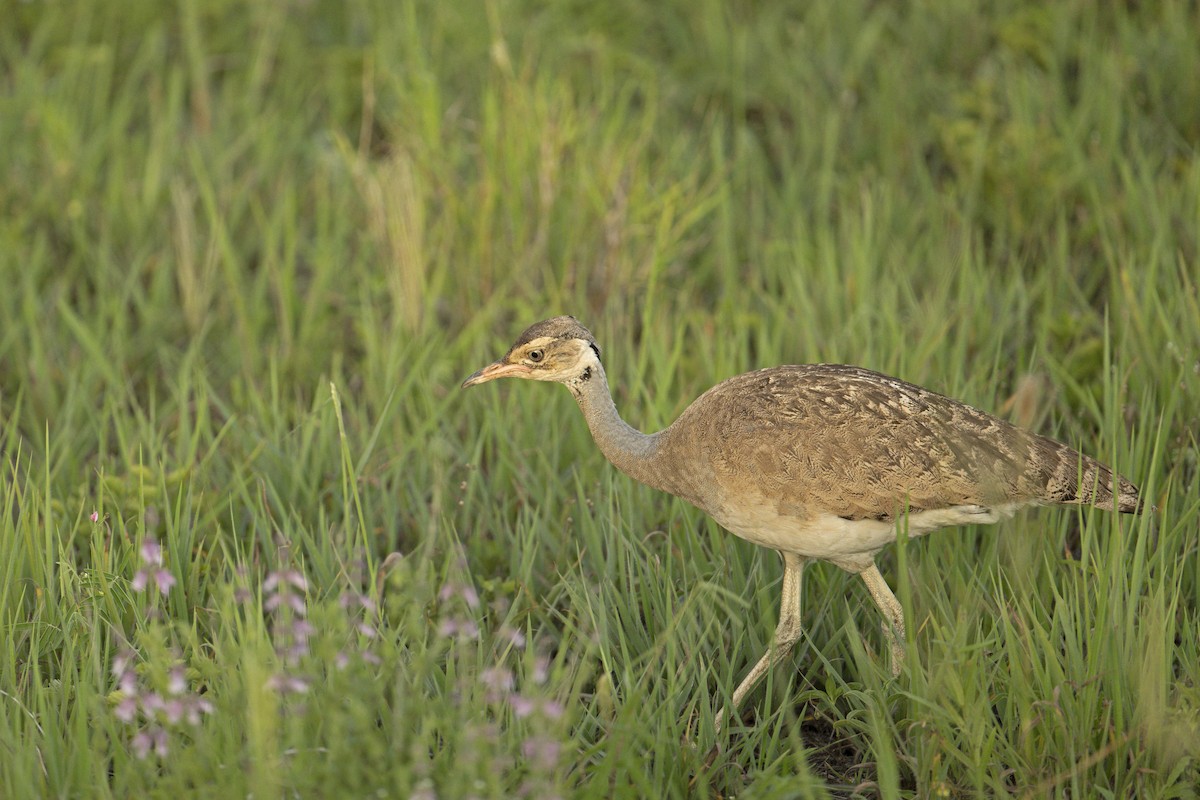 White-bellied Bustard (White-bellied) - ML565443631