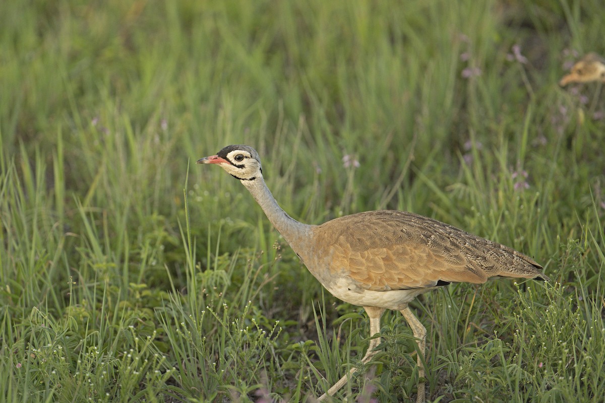 セネガルショウノガン（senegalensis グループ） - ML565443641