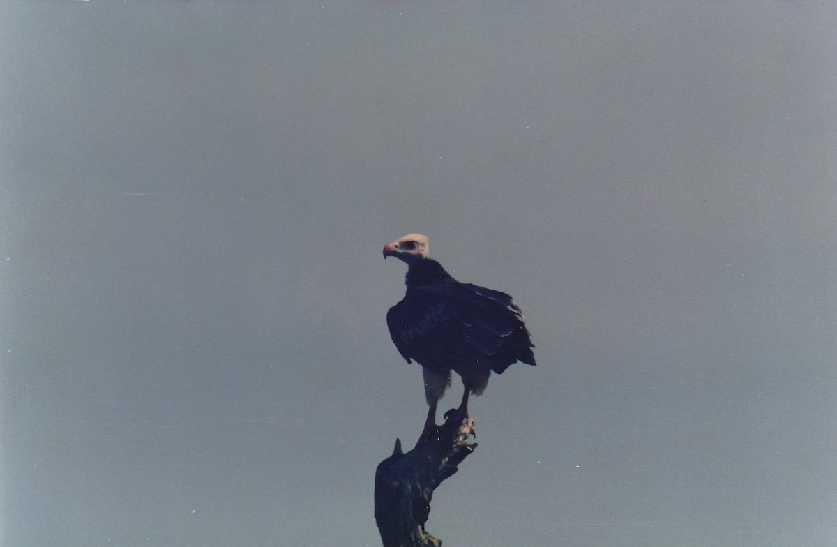 White-headed Vulture - ML565444151