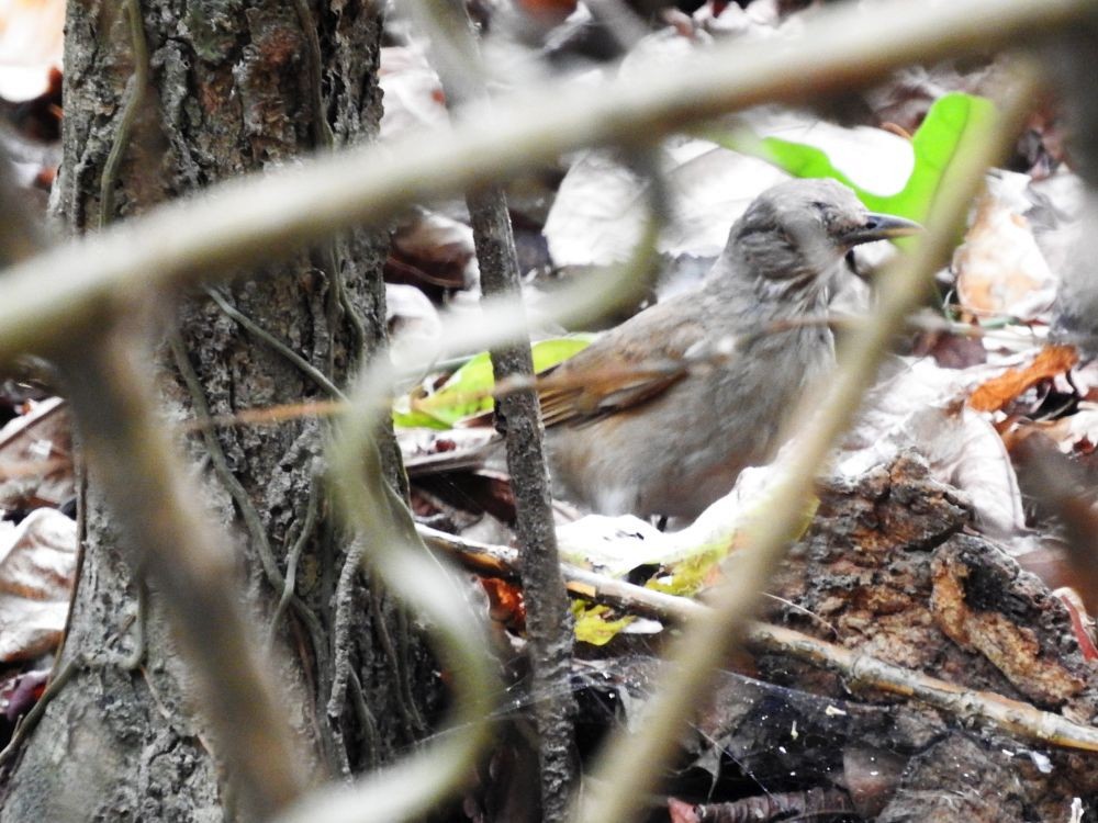 Pale-breasted Thrush - Fernando Nunes