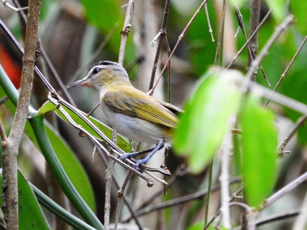 brunøyevireo - ML565444331