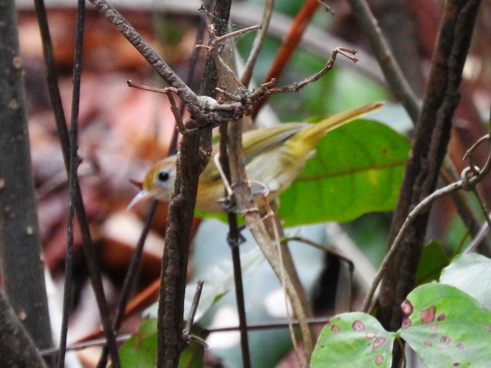 Golden-fronted Greenlet - ML565444411