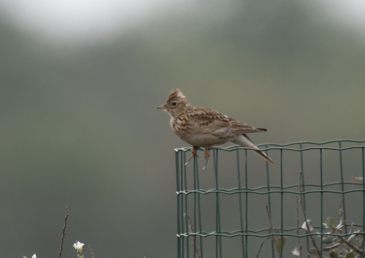 Thekla's Lark - ML565444661