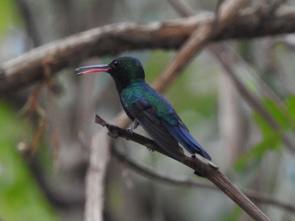 Blue-chinned Sapphire - ML565444701