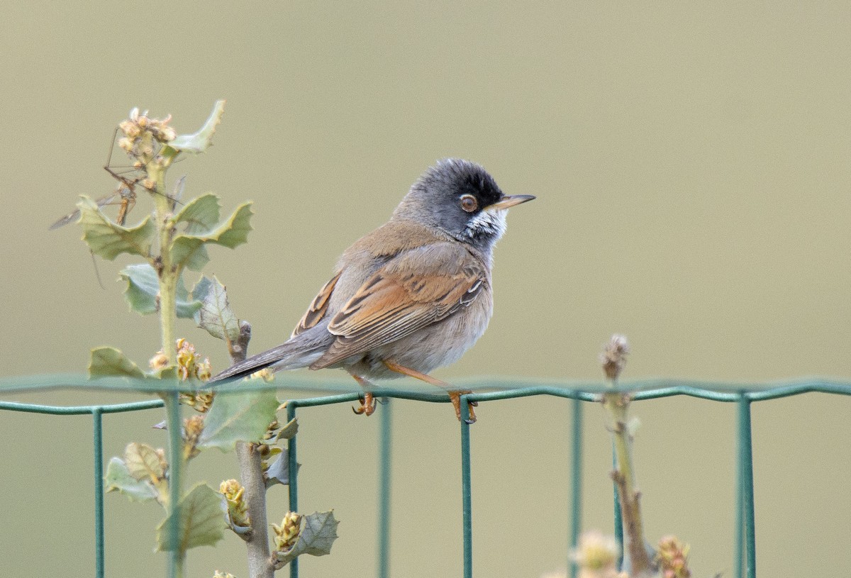 Spectacled Warbler - ML565444821