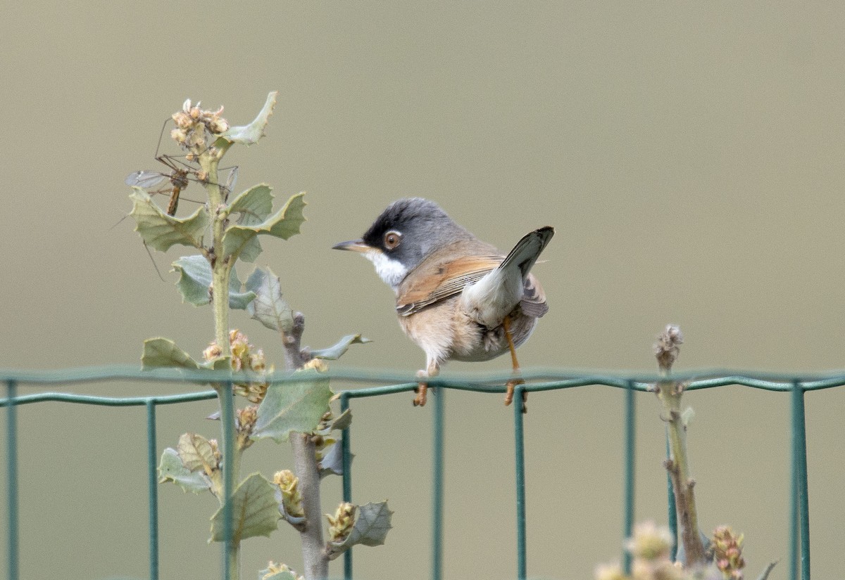 Spectacled Warbler - ML565444831