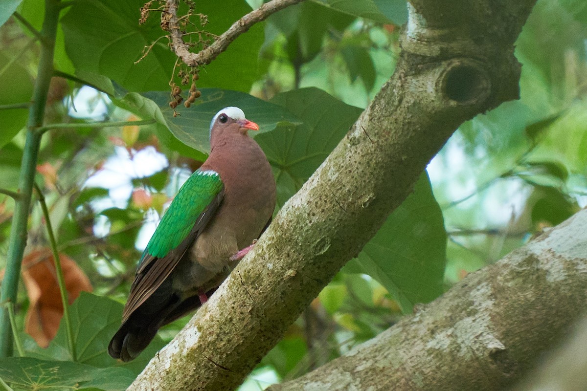 Asian Emerald Dove - ML565444911