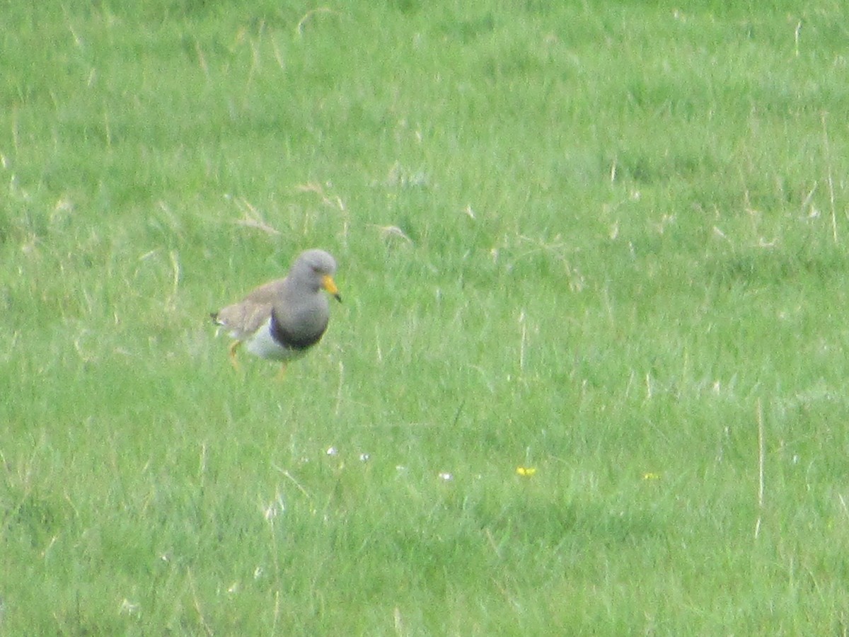 Gray-headed Lapwing - ML565444961