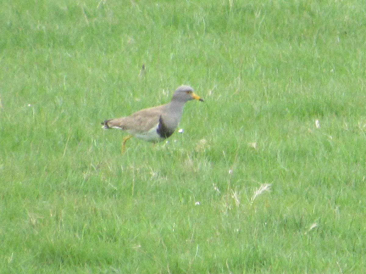 Gray-headed Lapwing - Mike Ball