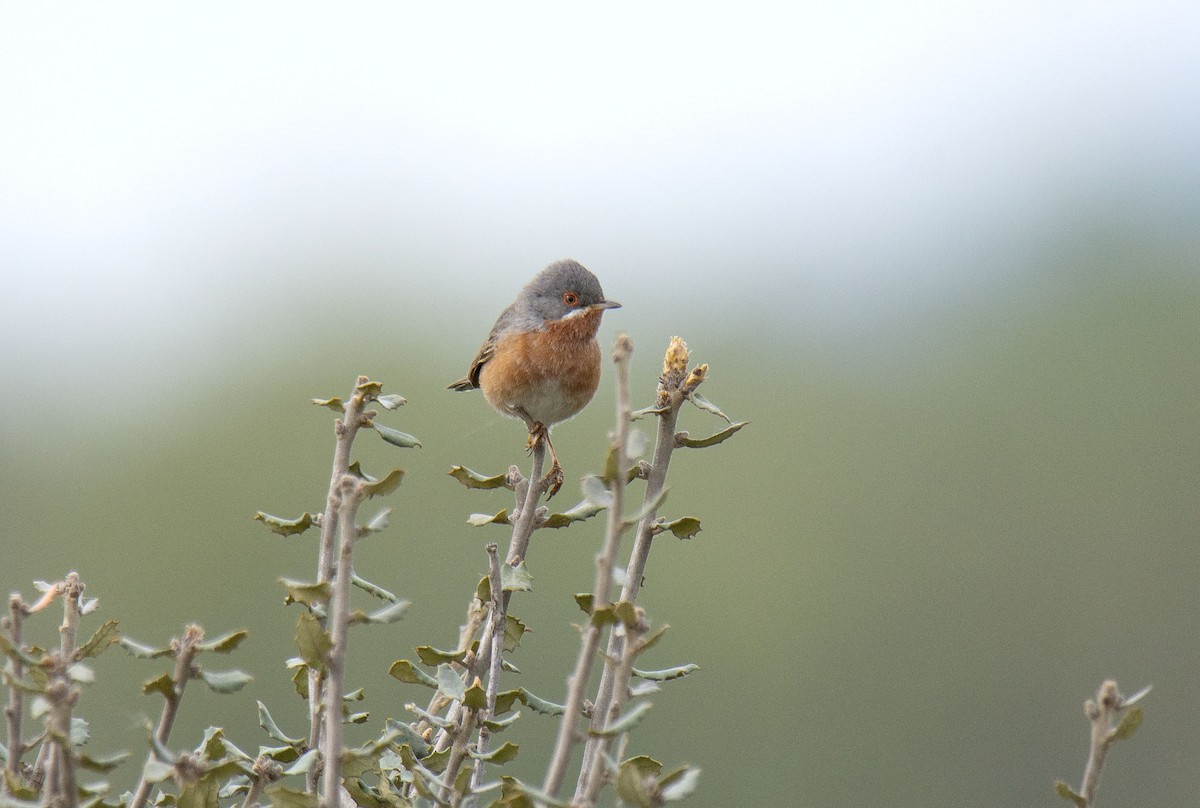 Western Subalpine Warbler - ML565445051