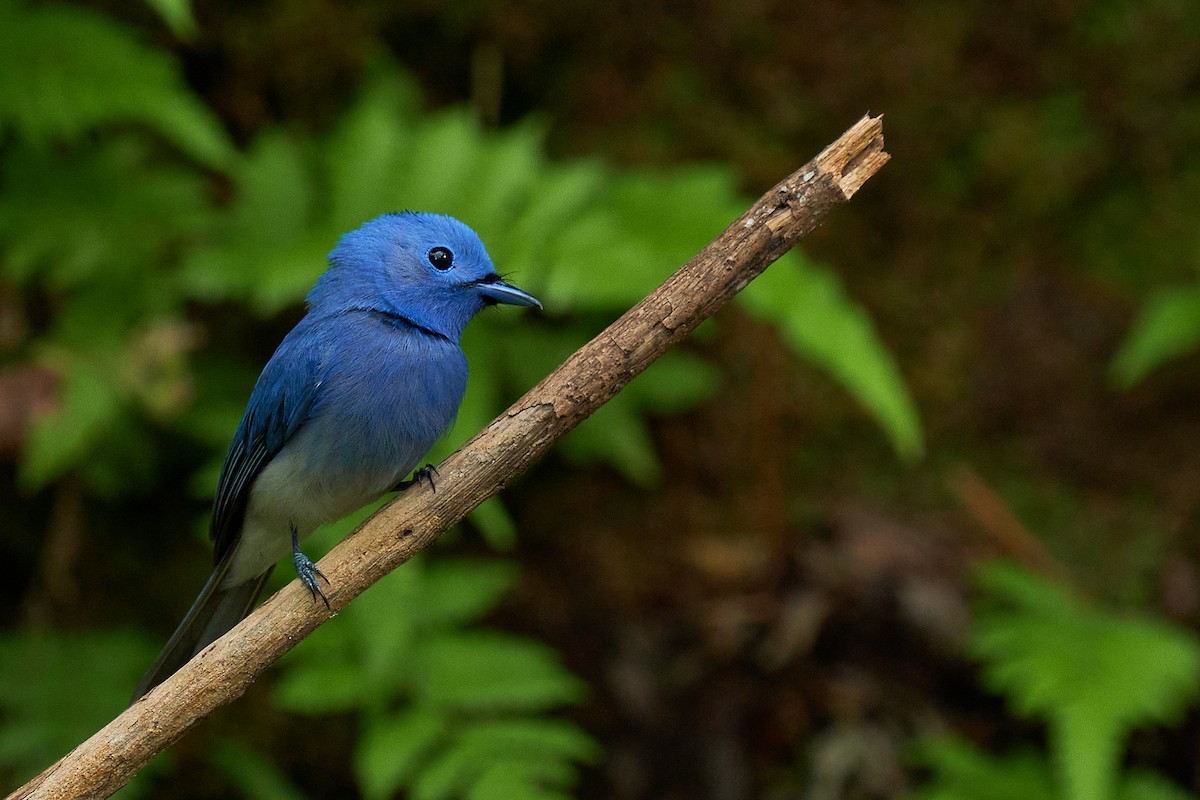 Black-naped Monarch - ML565445211