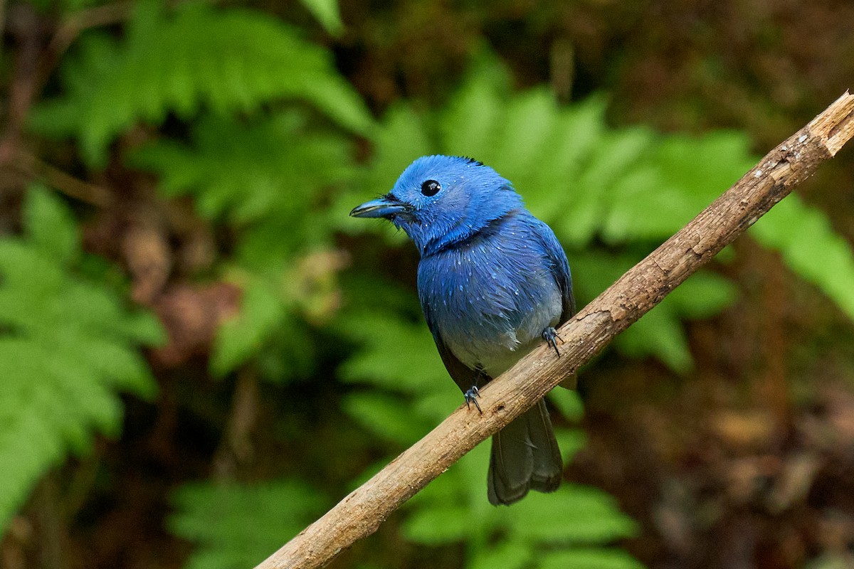 Black-naped Monarch - ML565445221