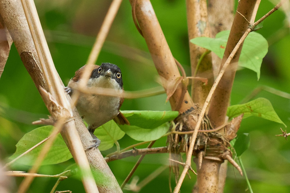 Dark-fronted Babbler - ML565445371