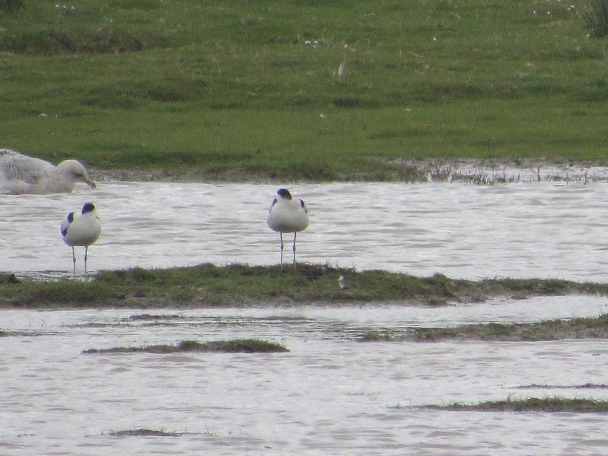 Pied Avocet - Mike Ball
