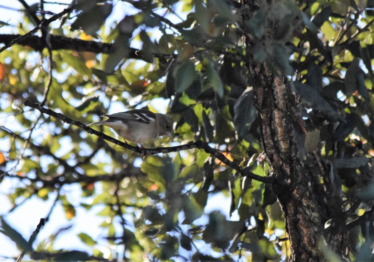 Common Chaffinch - ML565446011