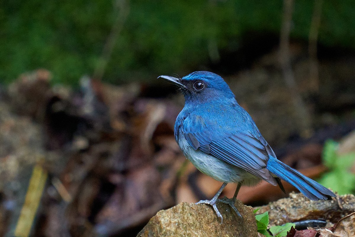 White-bellied Blue Flycatcher - ML565446391