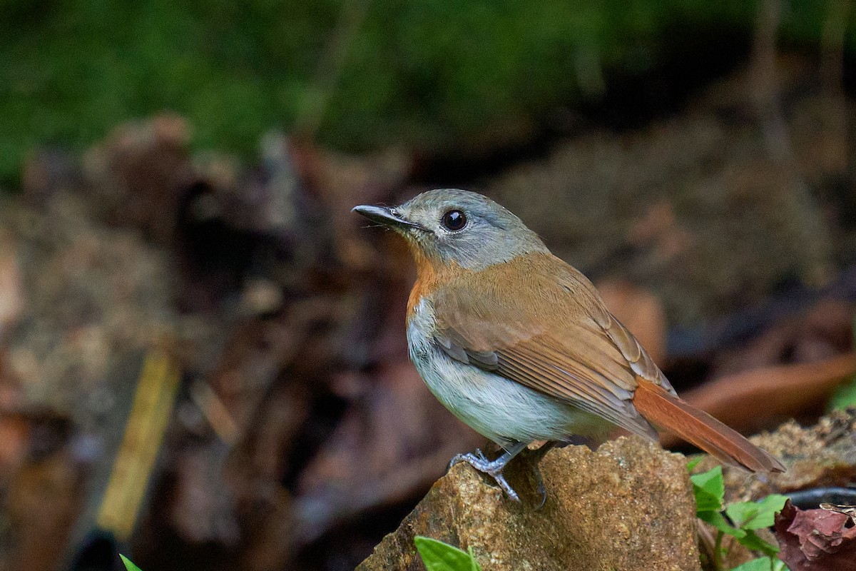 White-bellied Blue Flycatcher - ML565446401