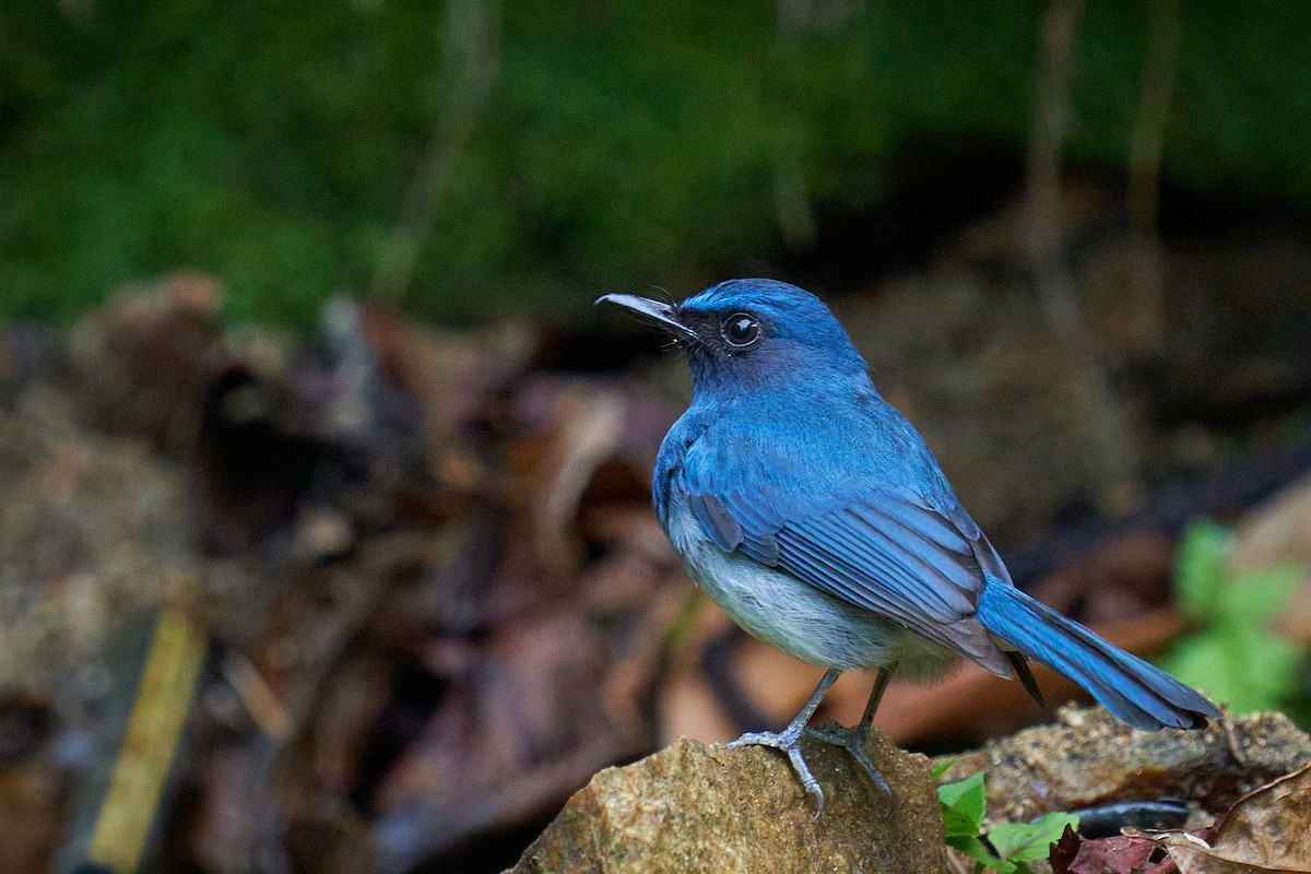 White-bellied Blue Flycatcher - ML565446411