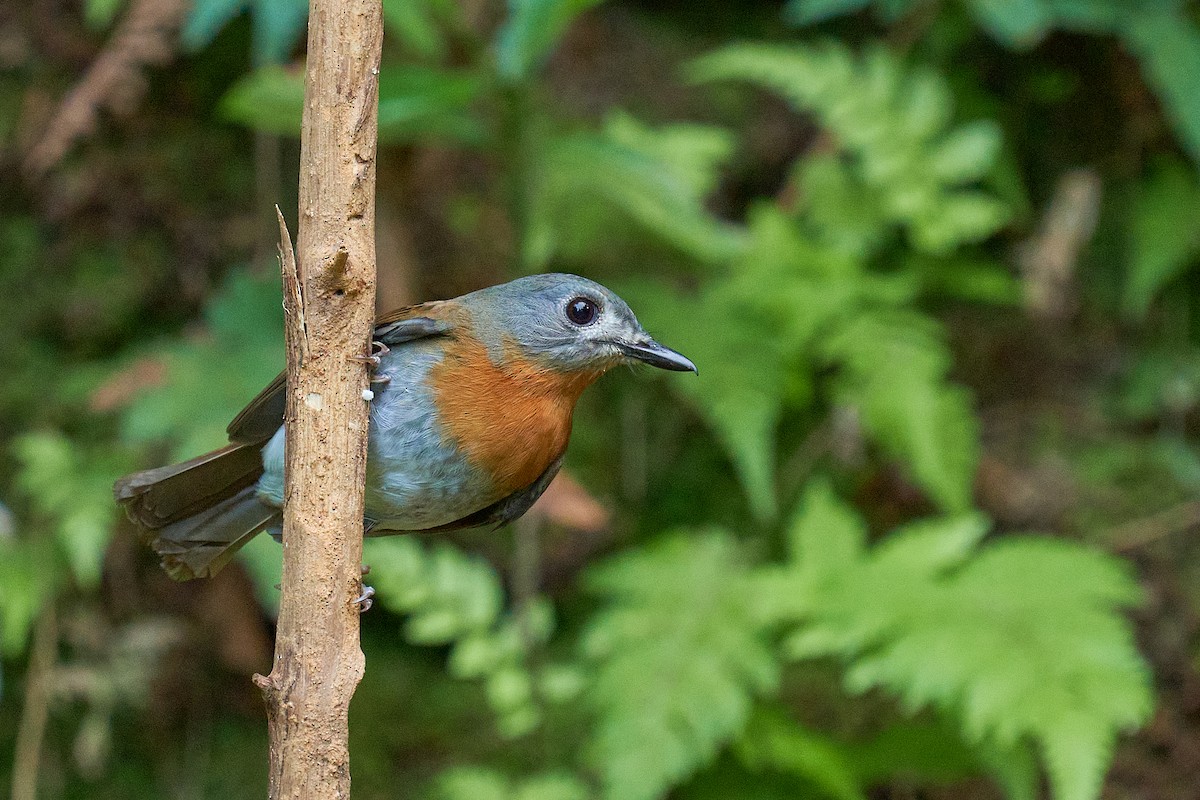 White-bellied Blue Flycatcher - ML565446421