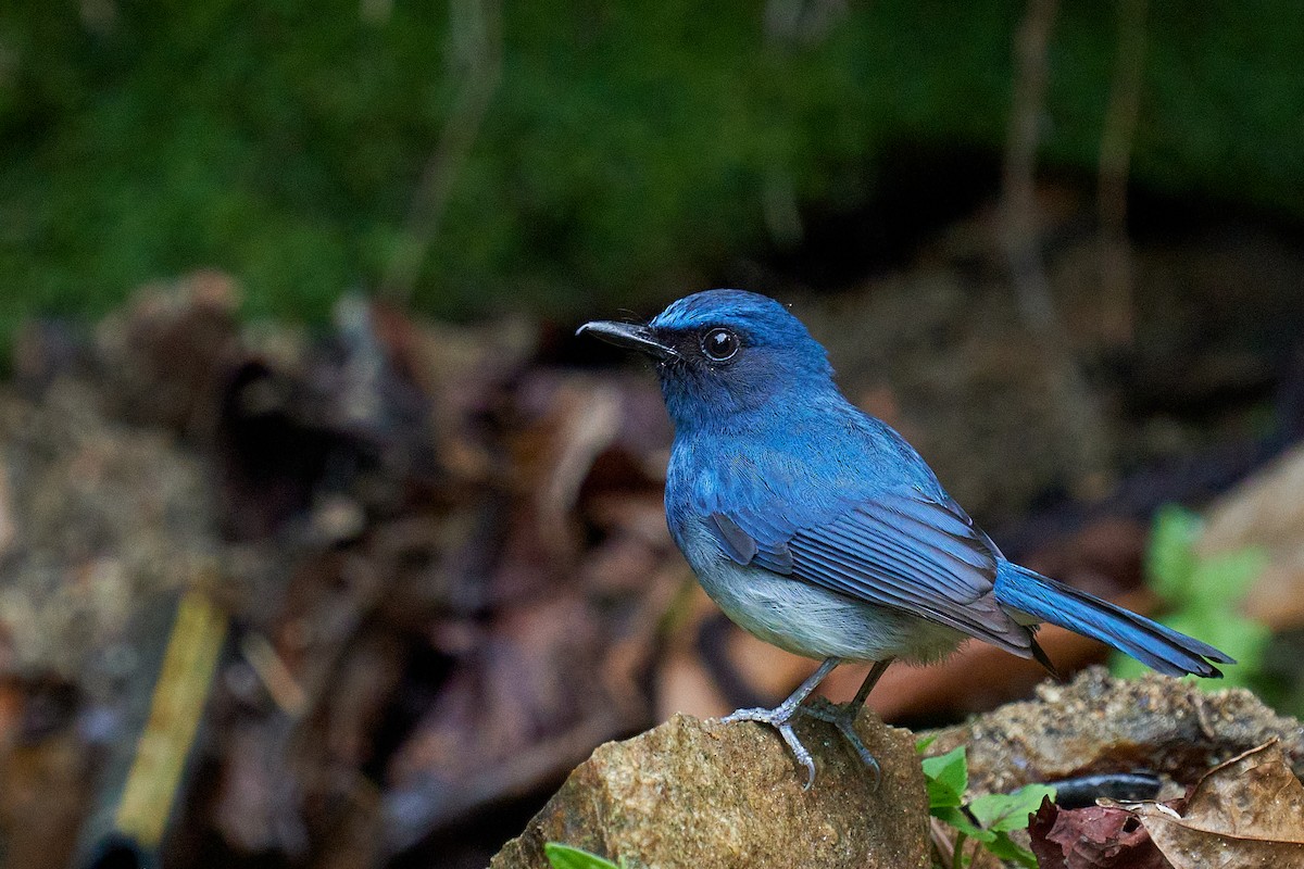 White-bellied Blue Flycatcher - ML565446431