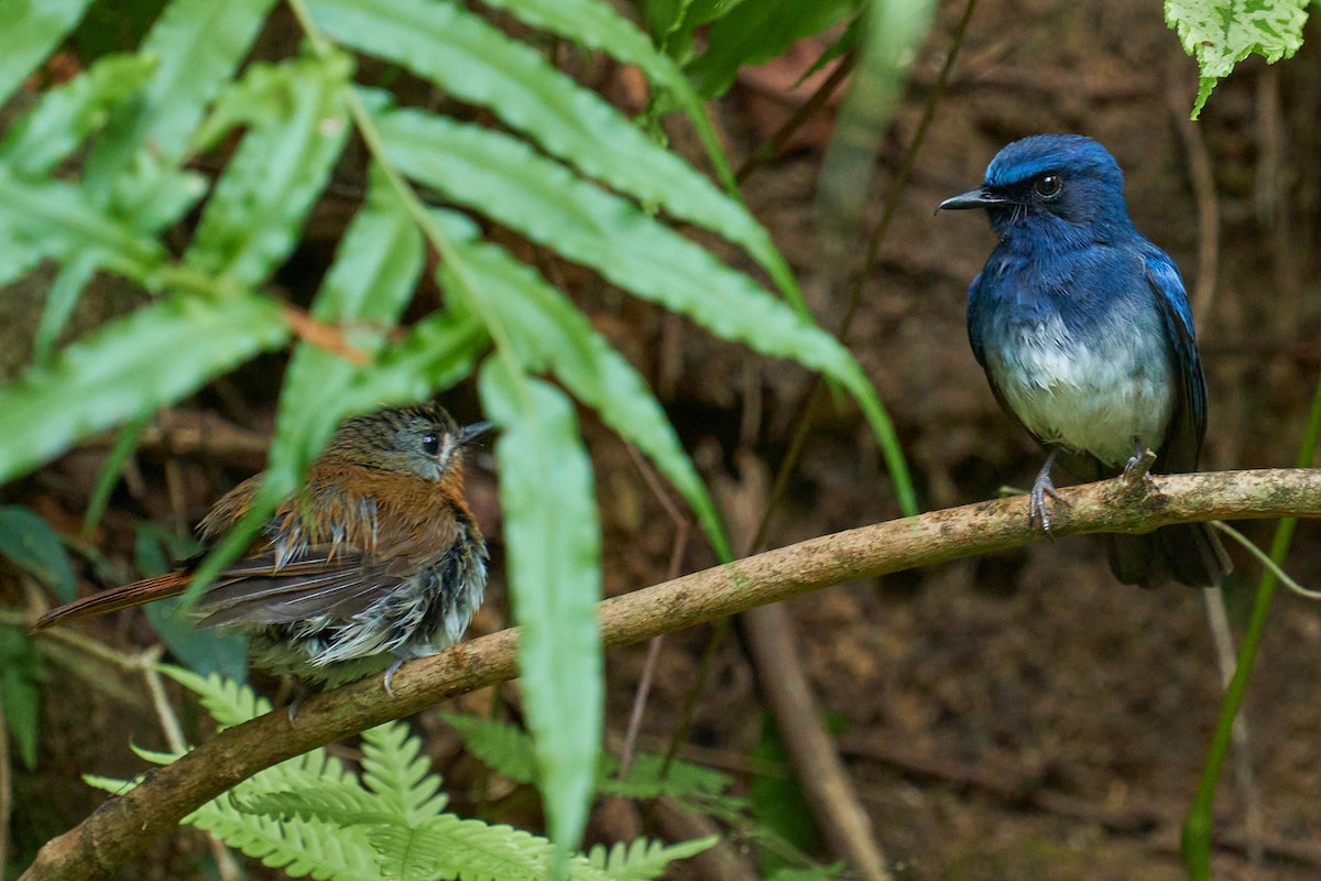 White-bellied Blue Flycatcher - ML565446441