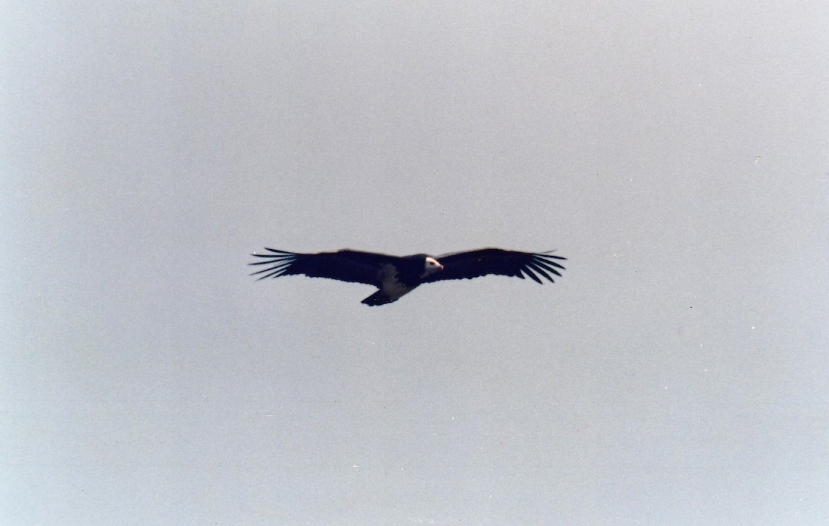 White-headed Vulture - ML565446701