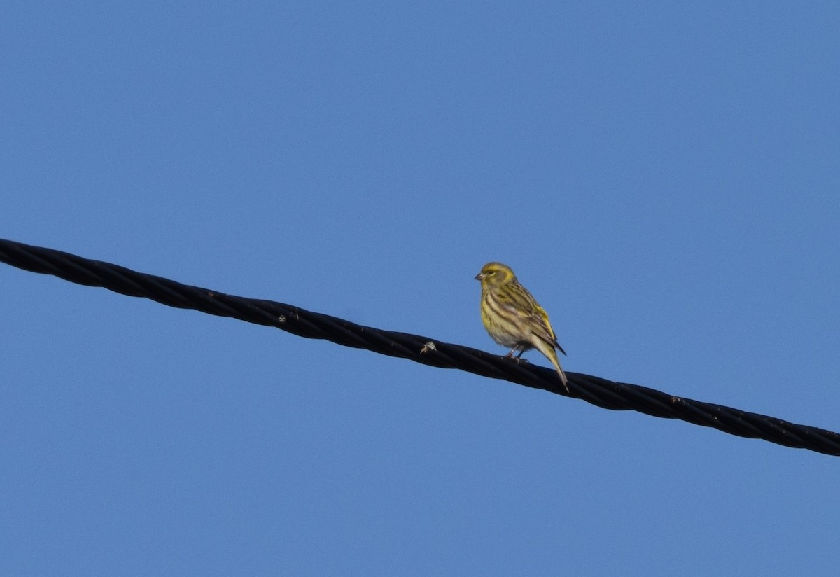 European Serin - ML565447251