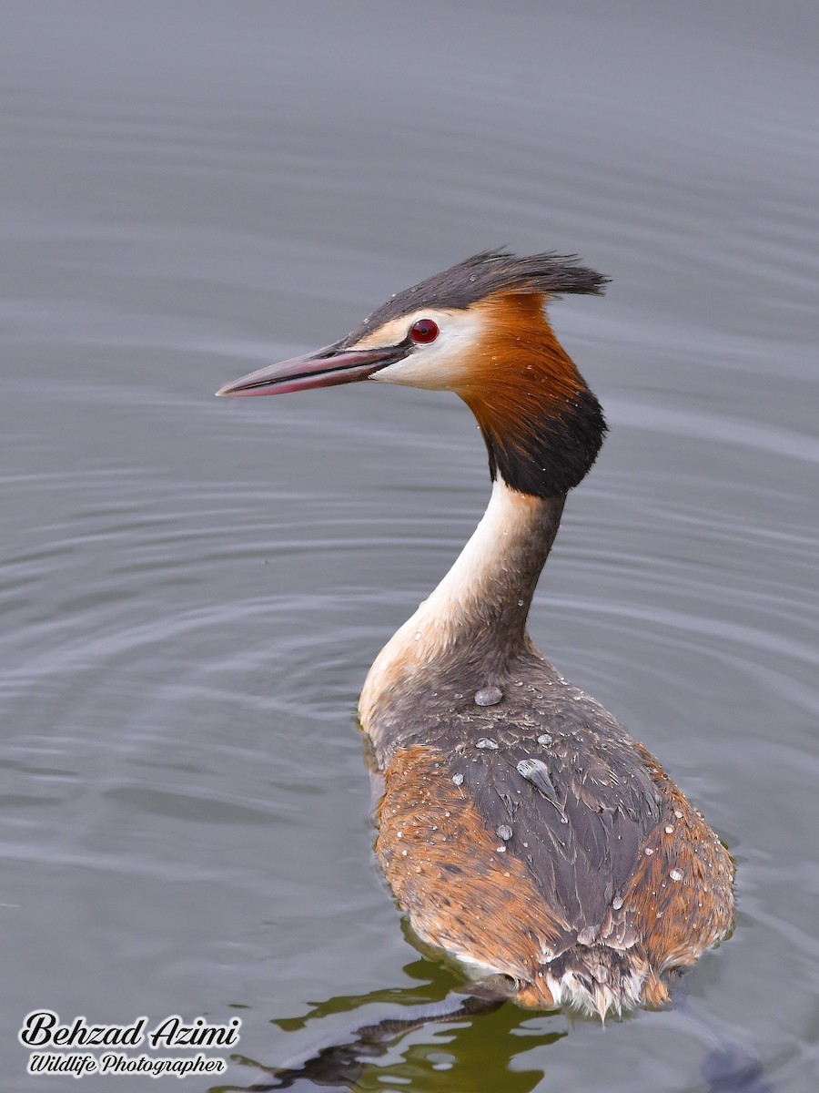 Great Crested Grebe - ML565447391