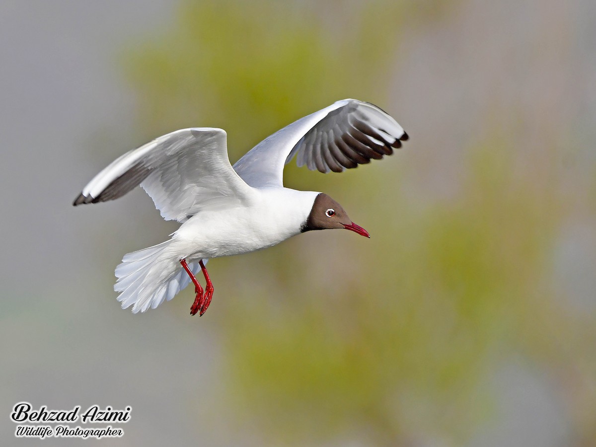 Black-headed Gull - ML565447731