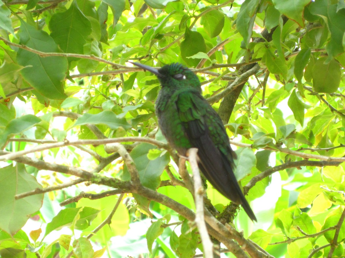 Blue-chested Hummingbird - ML565447961