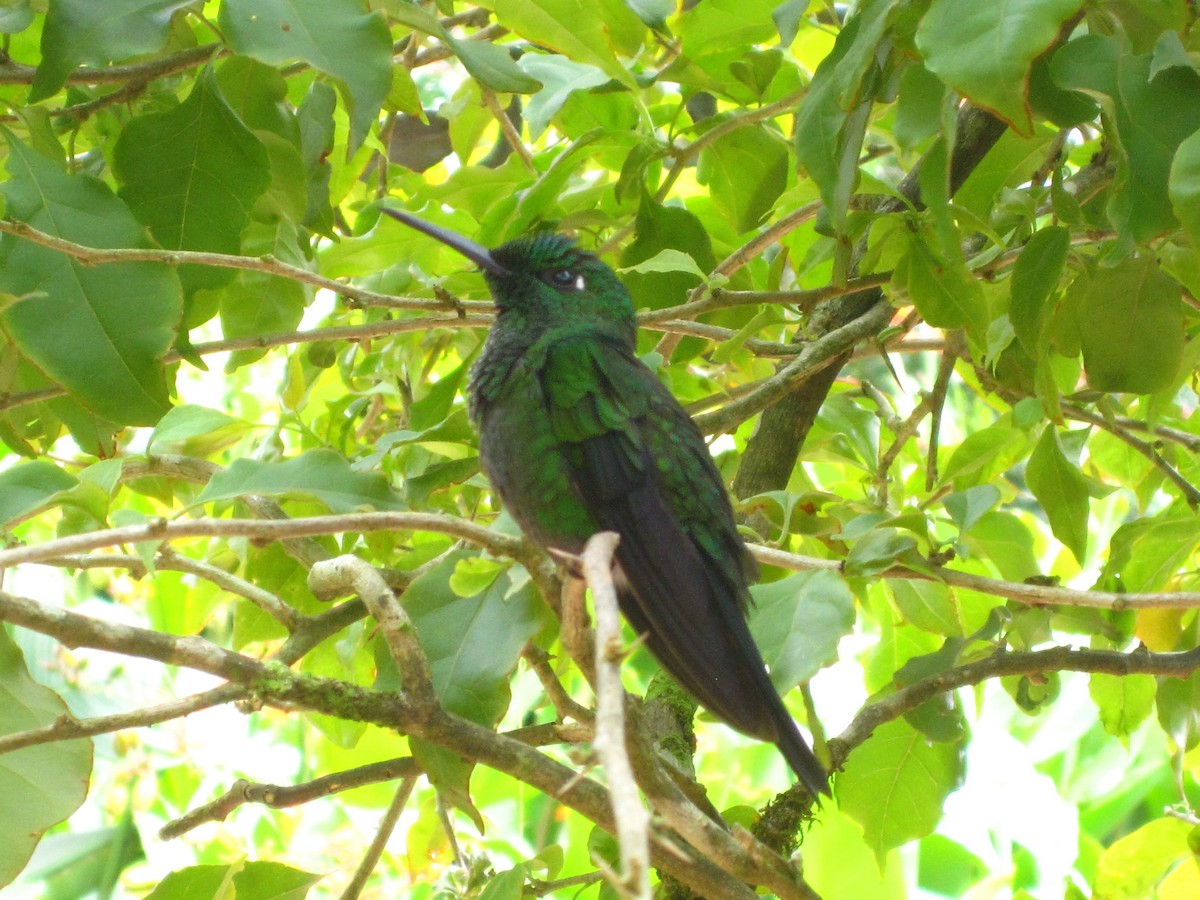 Blue-chested Hummingbird - ML565448001