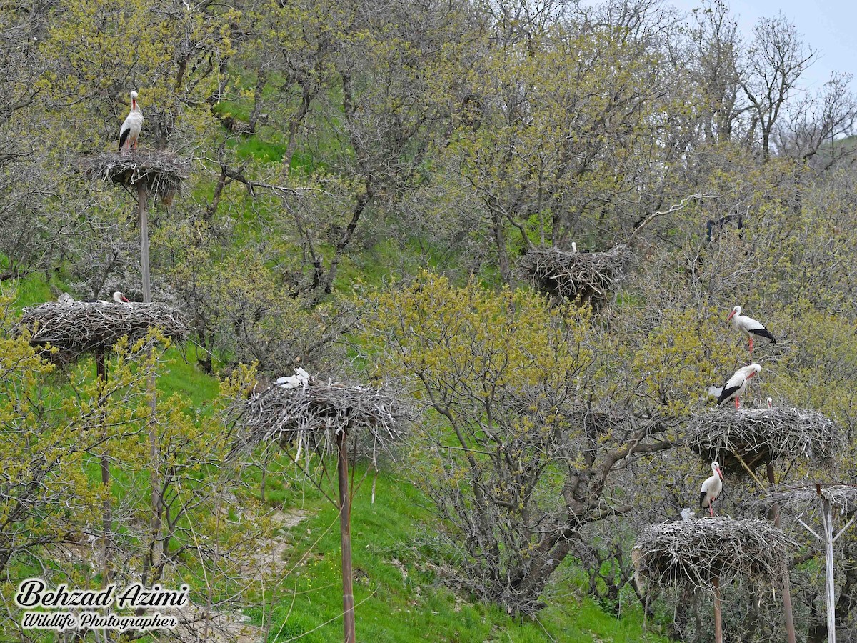 čáp bílý - ML565448301