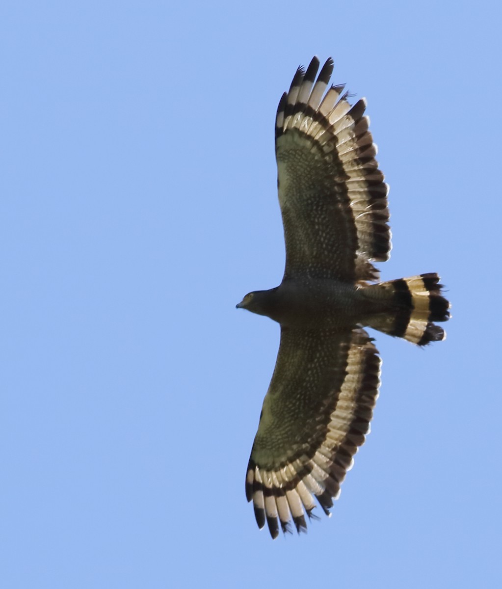 Crested Serpent-Eagle - Savio Fonseca (www.avocet-peregrine.com)