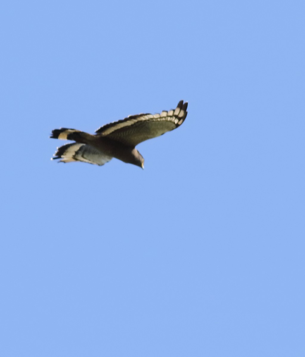 Crested Serpent-Eagle - Savio Fonseca (www.avocet-peregrine.com)