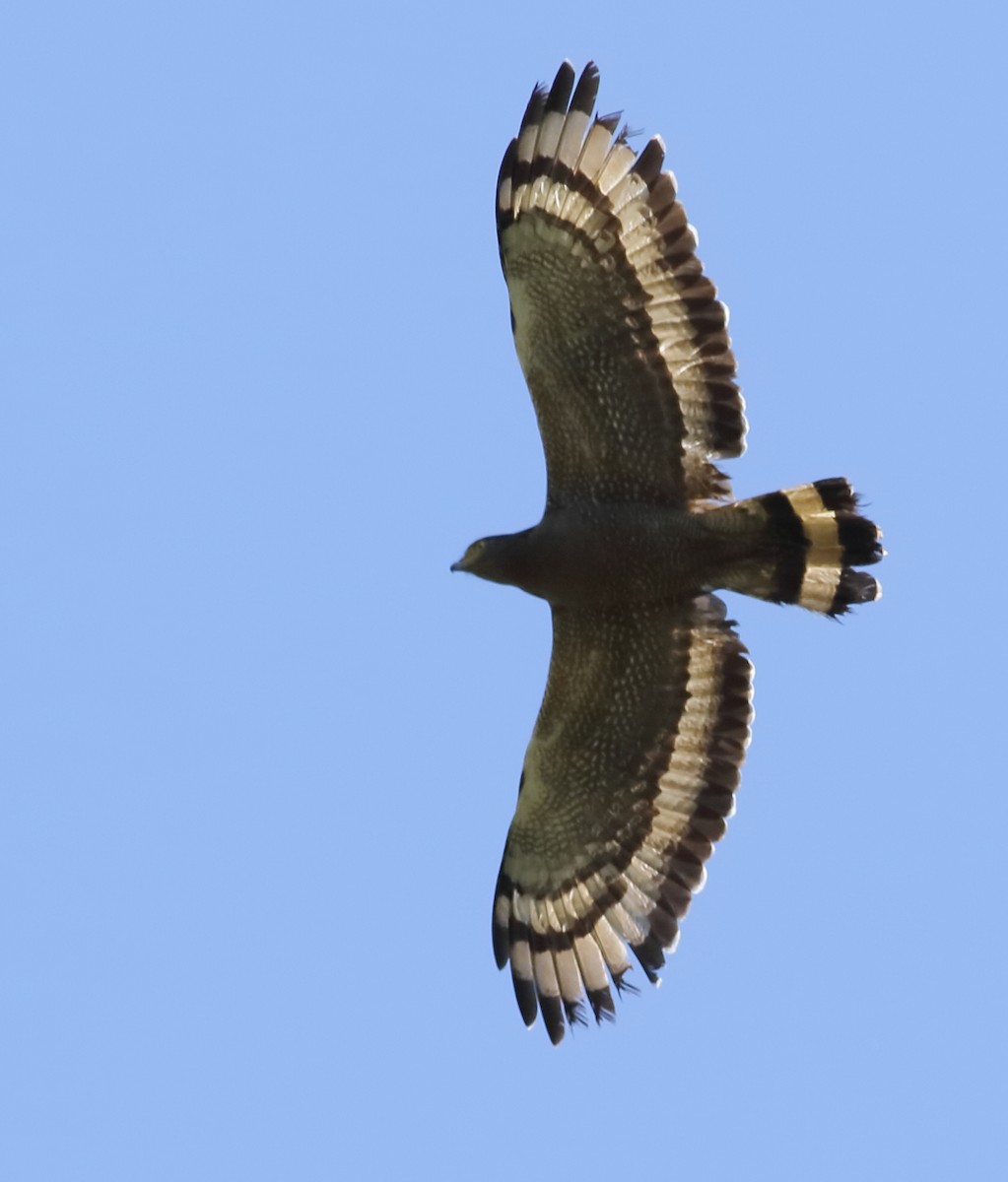 Crested Serpent-Eagle - Savio Fonseca (www.avocet-peregrine.com)