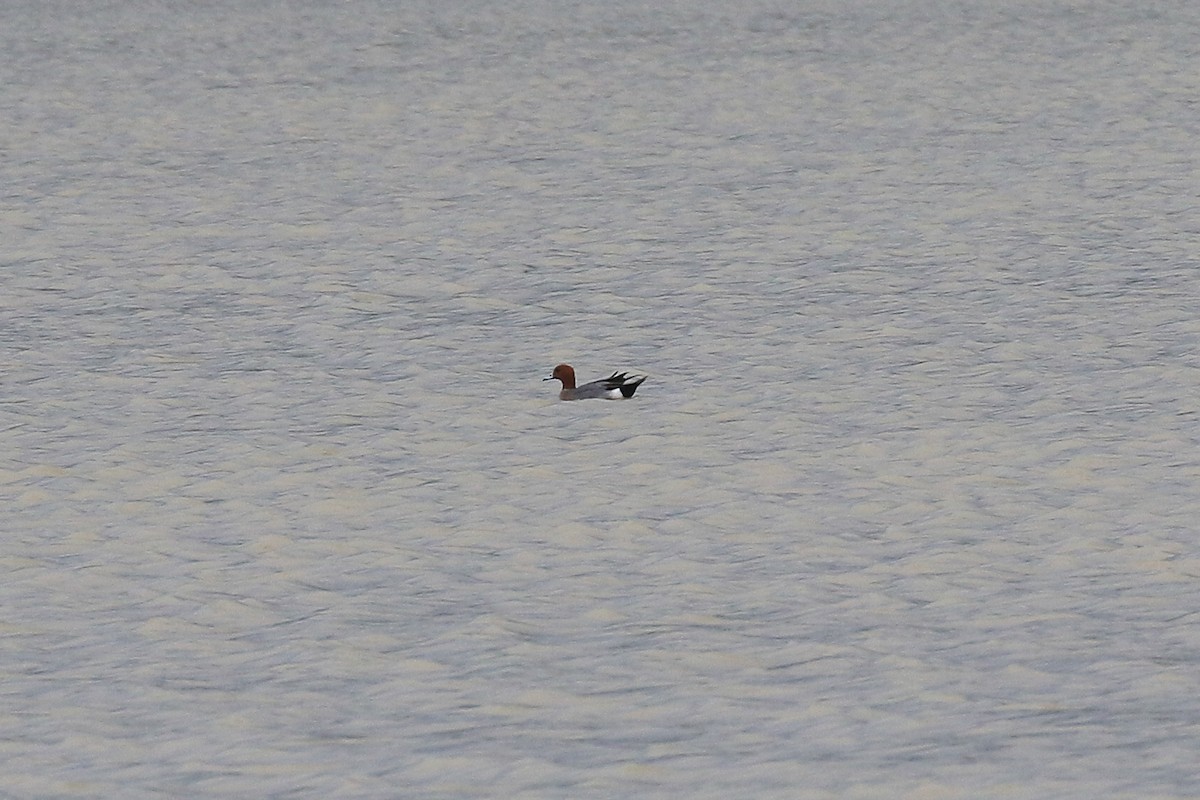 Eurasian Wigeon - ML565448801