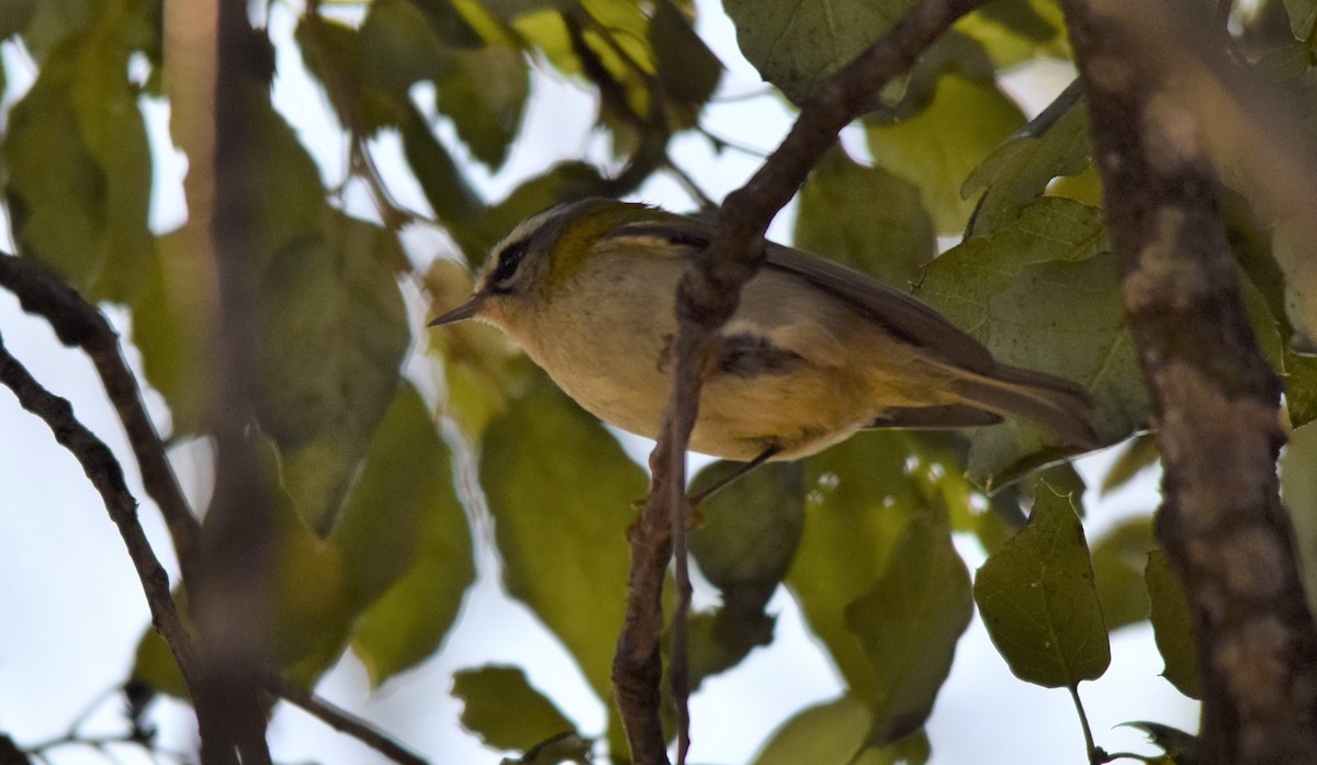 Common Firecrest - ML565448821