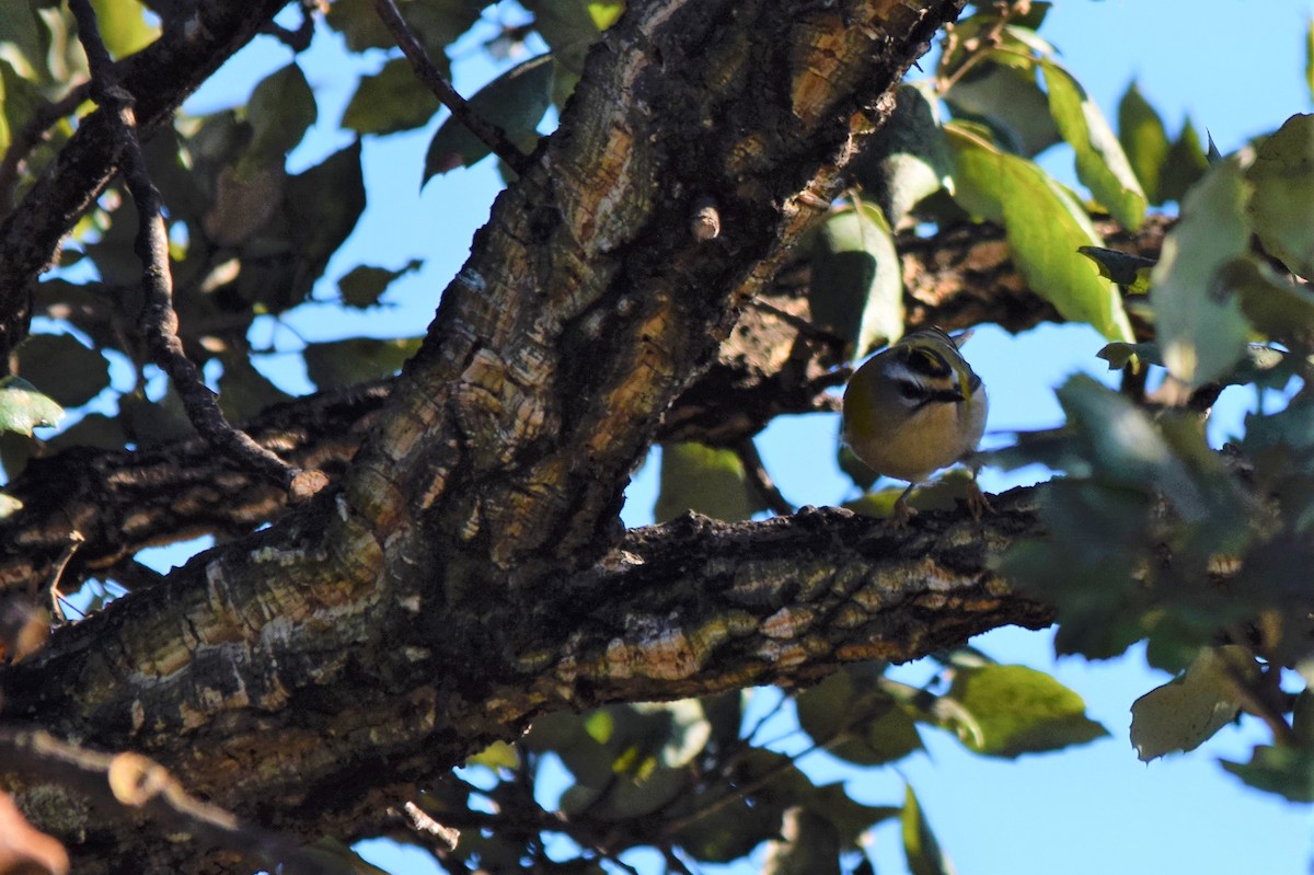 Common Firecrest - Luís Santos