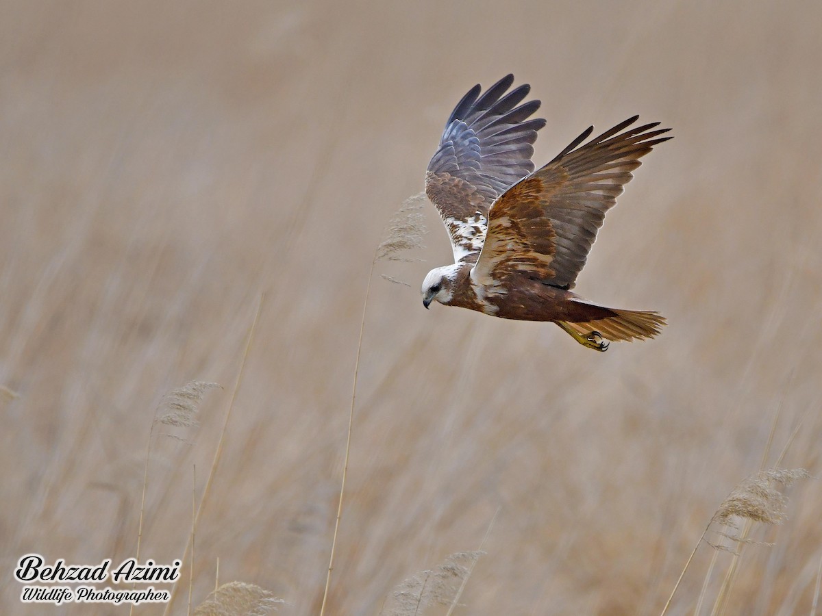 Western Marsh Harrier - ML565448921