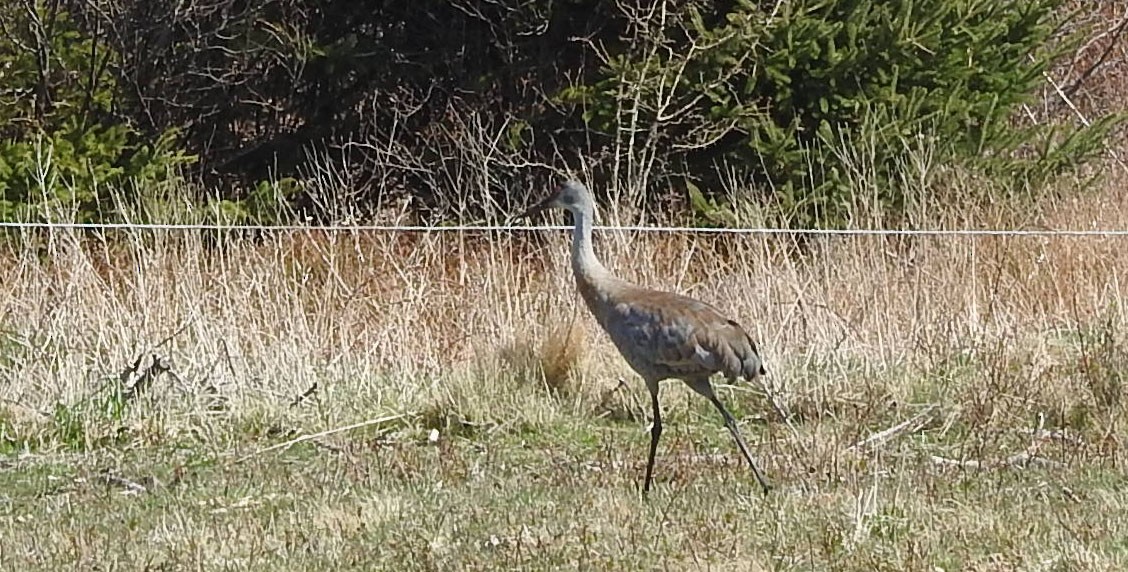 Sandhill Crane - ML565449431