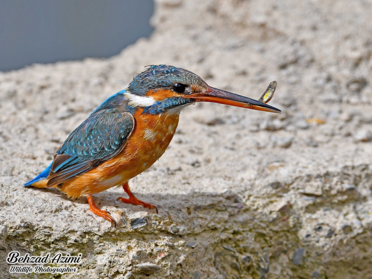 Common Kingfisher - ML565449541