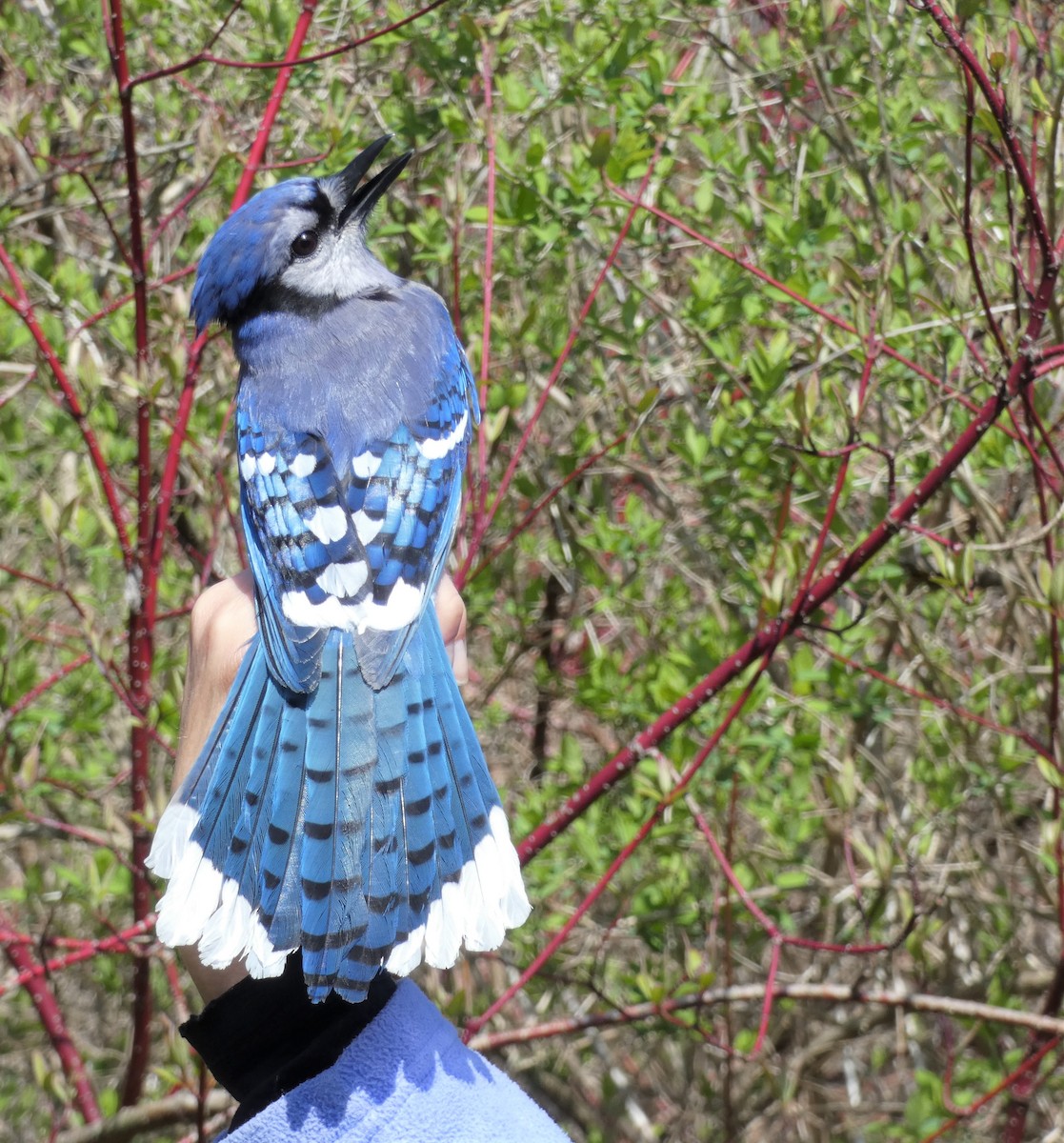 Blue Jay - Susan Black