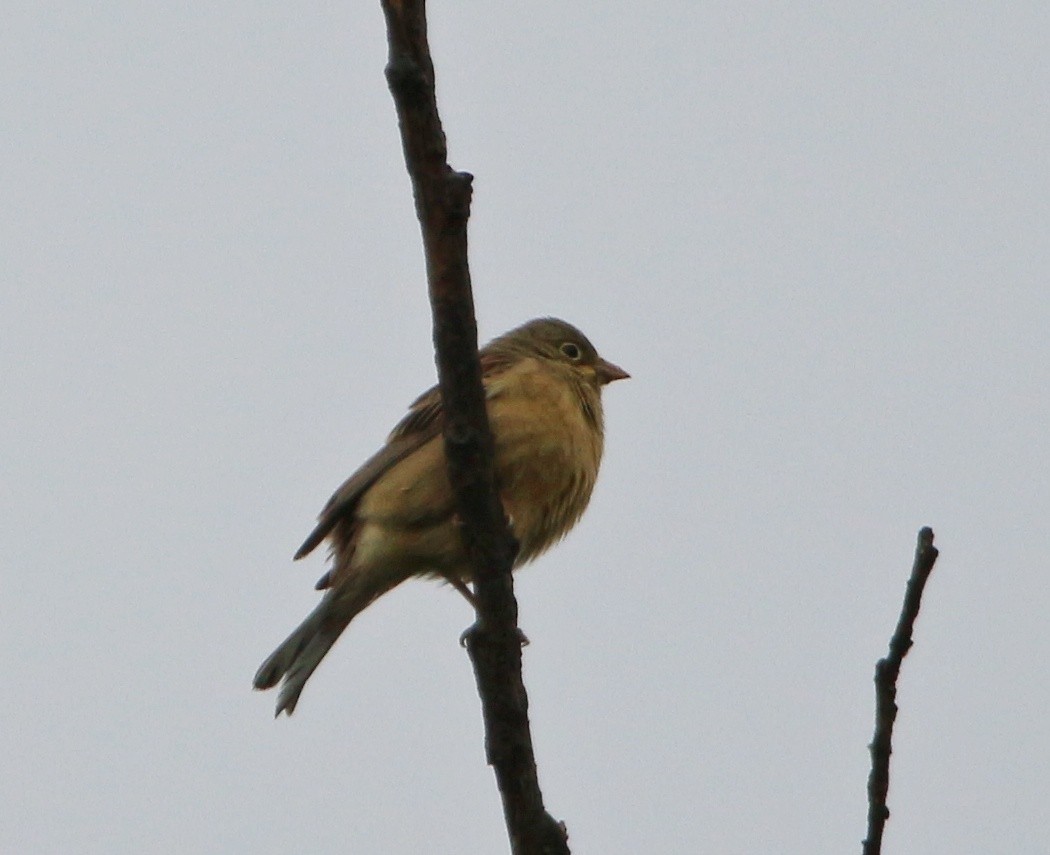 Ortolan Bunting - ML565449921