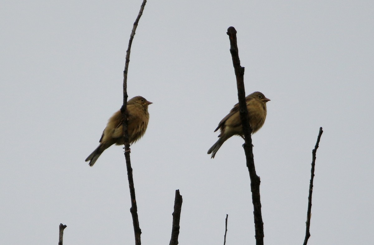 Ortolan Bunting - ML565449931